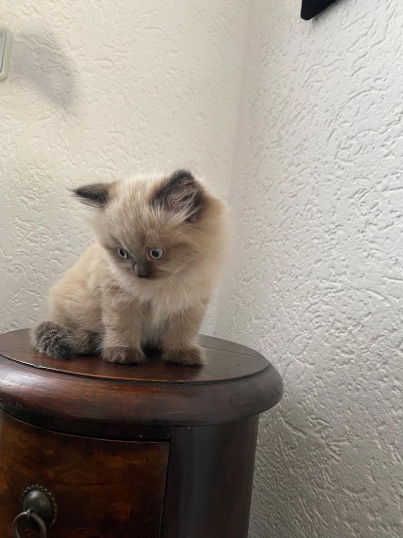 Ragdoll blue point Baby katzen