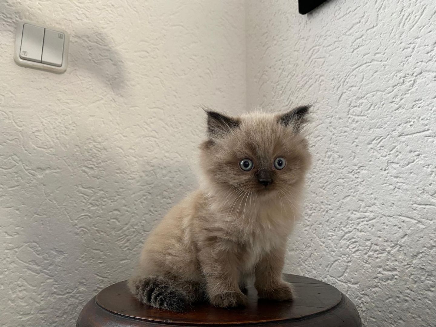 Ragdoll blue point Baby katzen