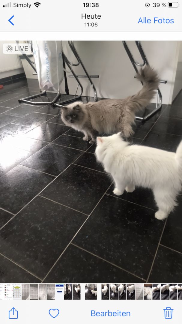 Ragdoll blue point Baby katzen