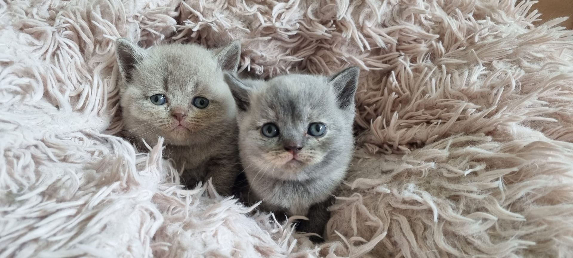 Wunderschöne Britisch Kurzhaar Kätzchen mit STammbaum