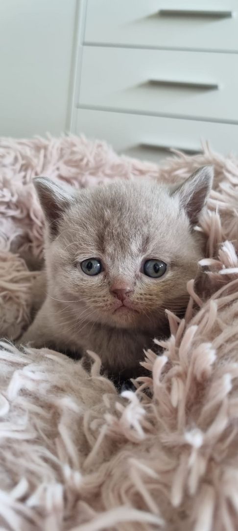 Wunderschöne Britisch Kurzhaar Kätzchen mit STammbaum