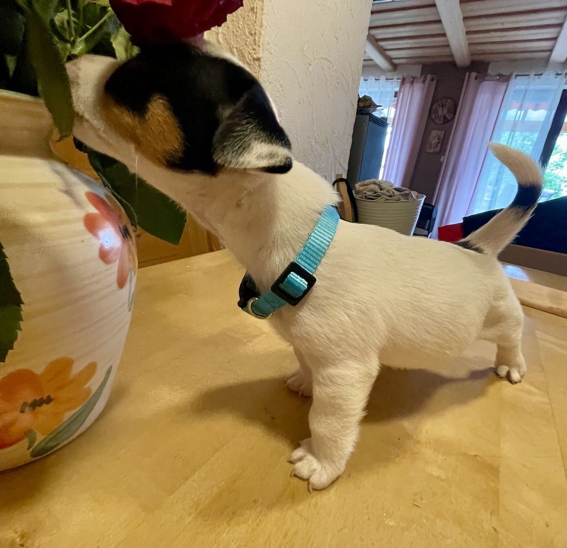 Welpen Jack Russel Terrier Welpen Jack Russel Terrier