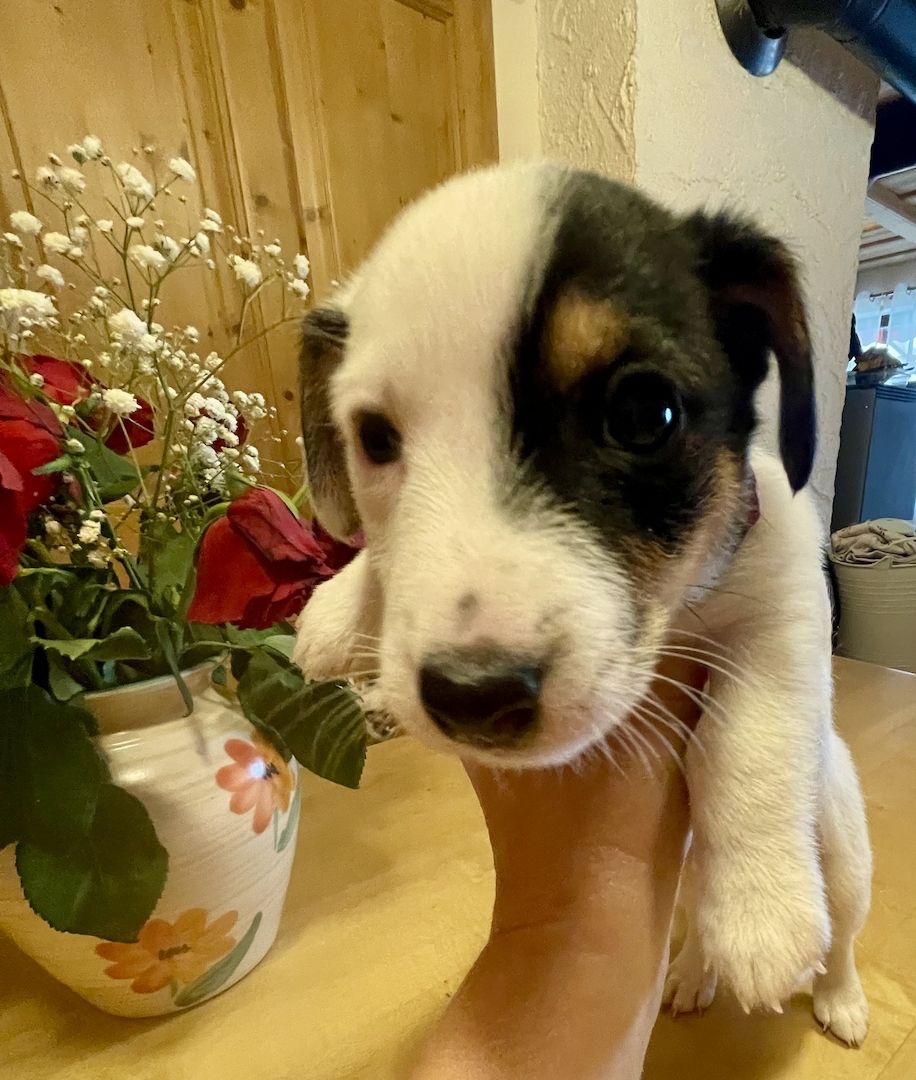 Welpen Jack Russel Terrier Welpen Jack Russel Terrier