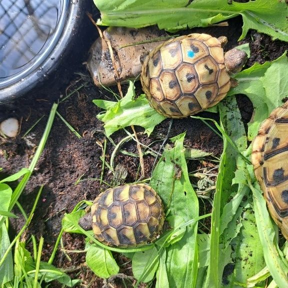 Griechische Landschildkröten zu verkaufen