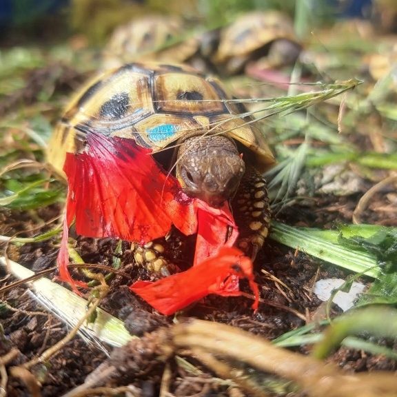 Griechische Landschildkröten zu verkaufen