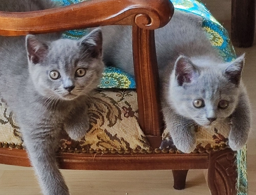 Verkaufe süße Kitten