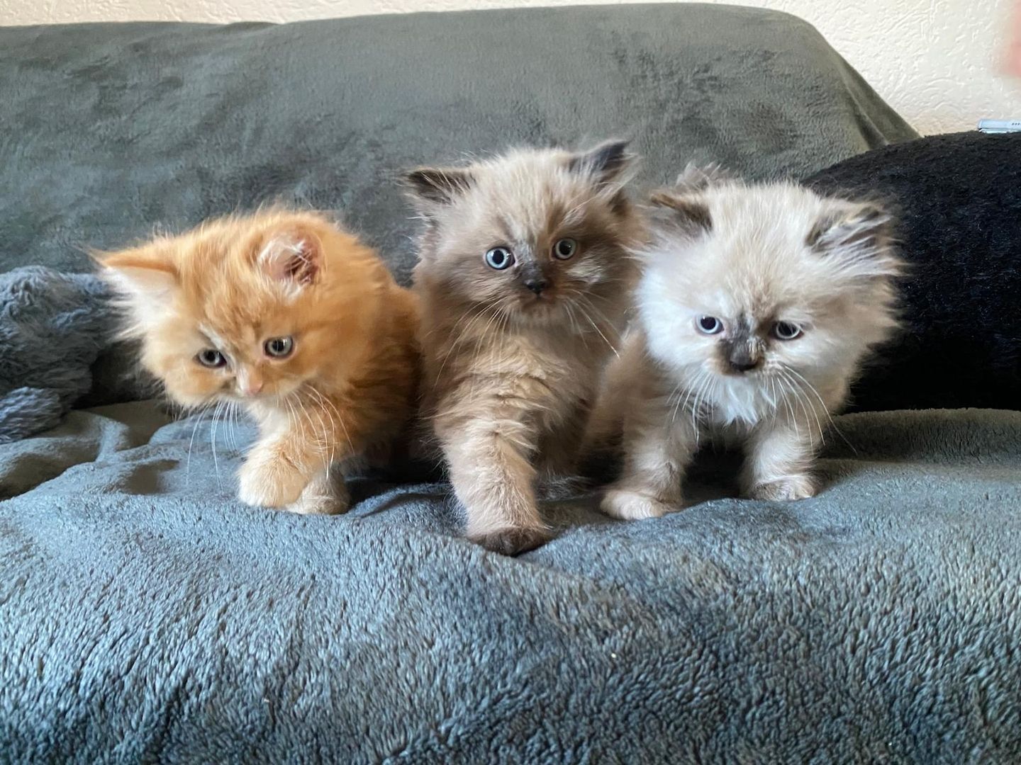 Ragdoll blue point Baby katzen