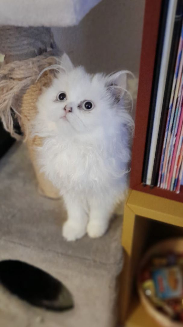 Ragdoll blue point Baby katzen
