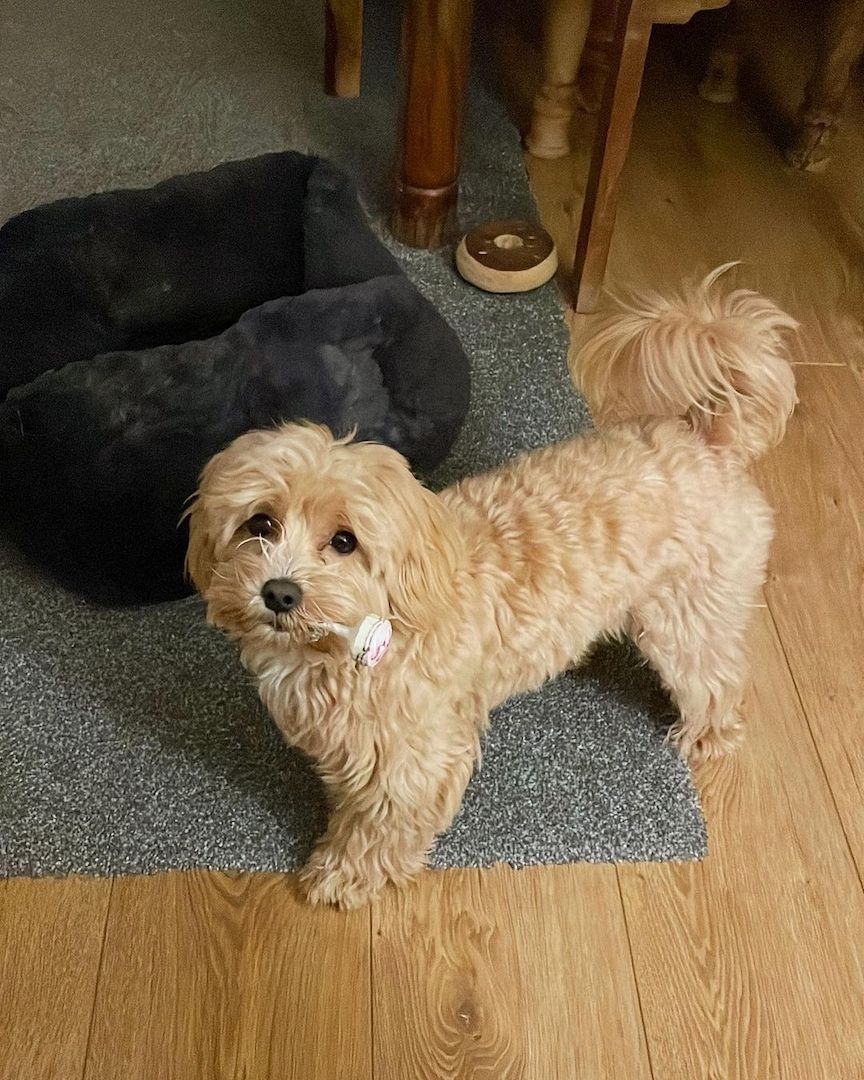 Maltipoo-Welpe Maltipoo-Welpe