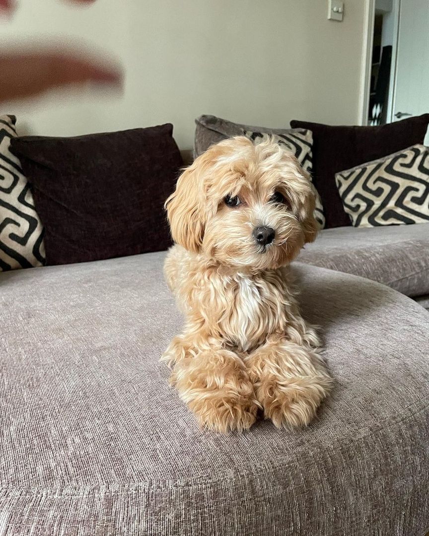 Maltipoo-Welpe Maltipoo-Welpe