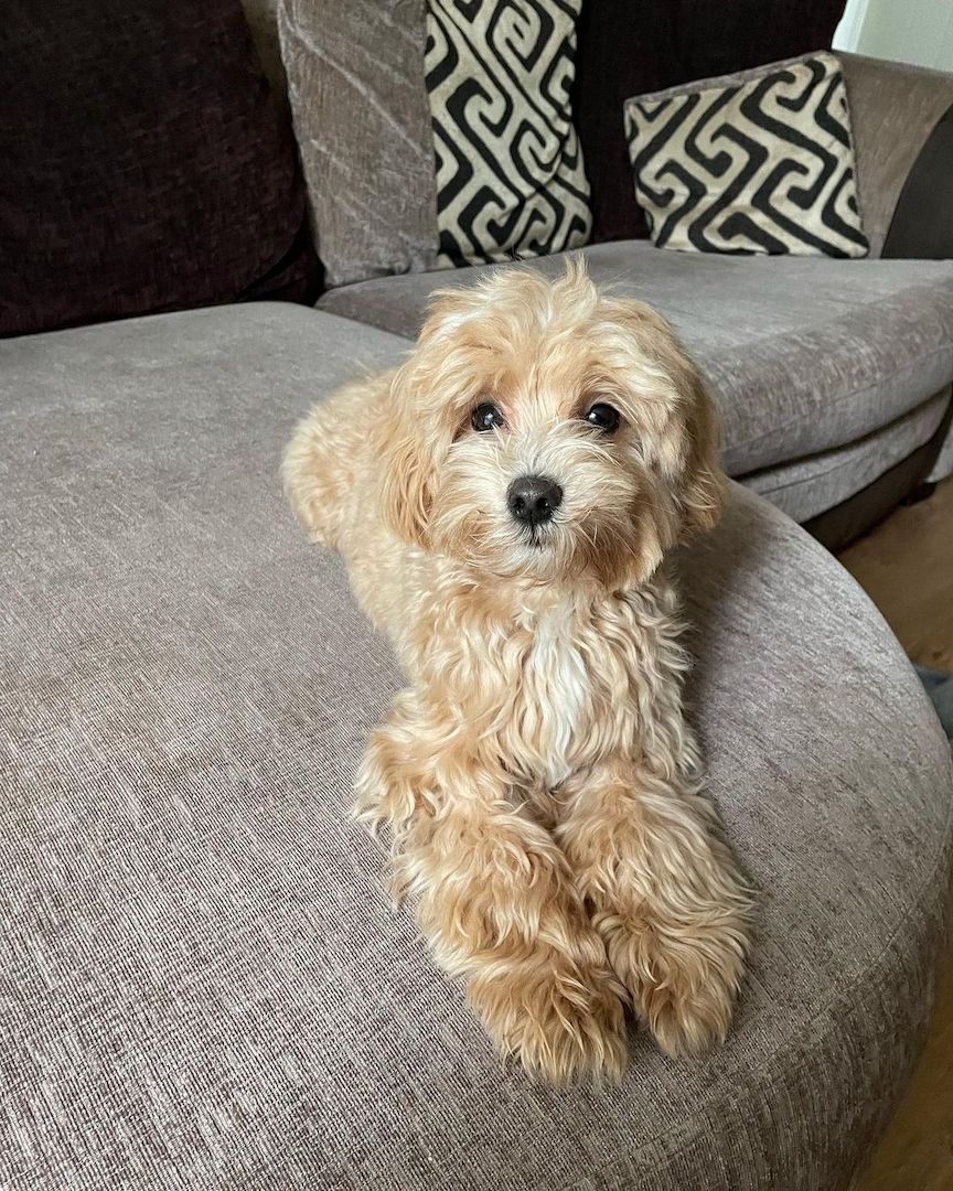 Maltipoo-Welpe Maltipoo-Welpe