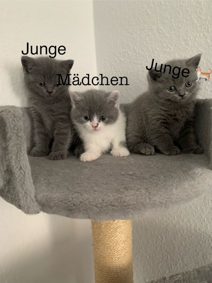 Britishe kurzhaarige Kitten Britishe kurzhaarige Kitten