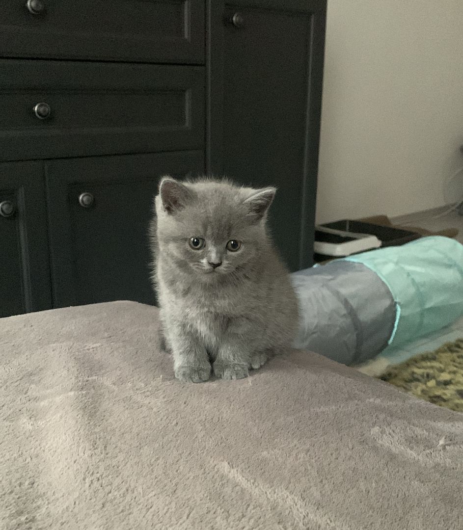 Britishe kurzhaarige Kitten Britishe kurzhaarige Kitten