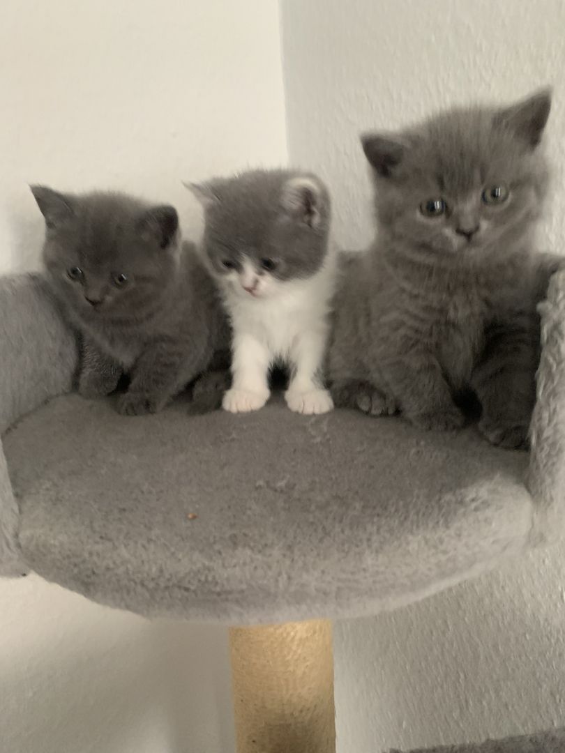 Britishe kurzhaarige Kitten Britishe kurzhaarige Kitten