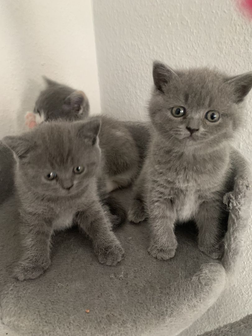 Britishe kurzhaarige Kitten Britishe kurzhaarige Kitten