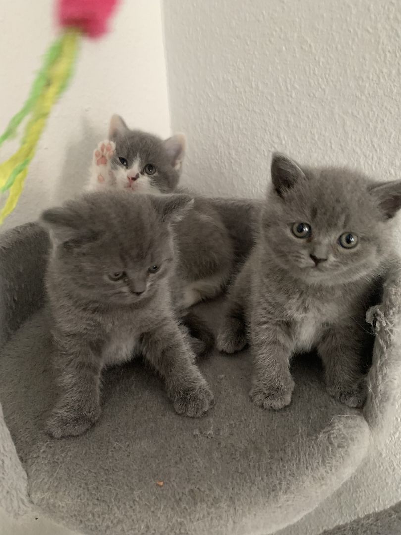 Britishe kurzhaarige Kitten Britishe kurzhaarige Kitten