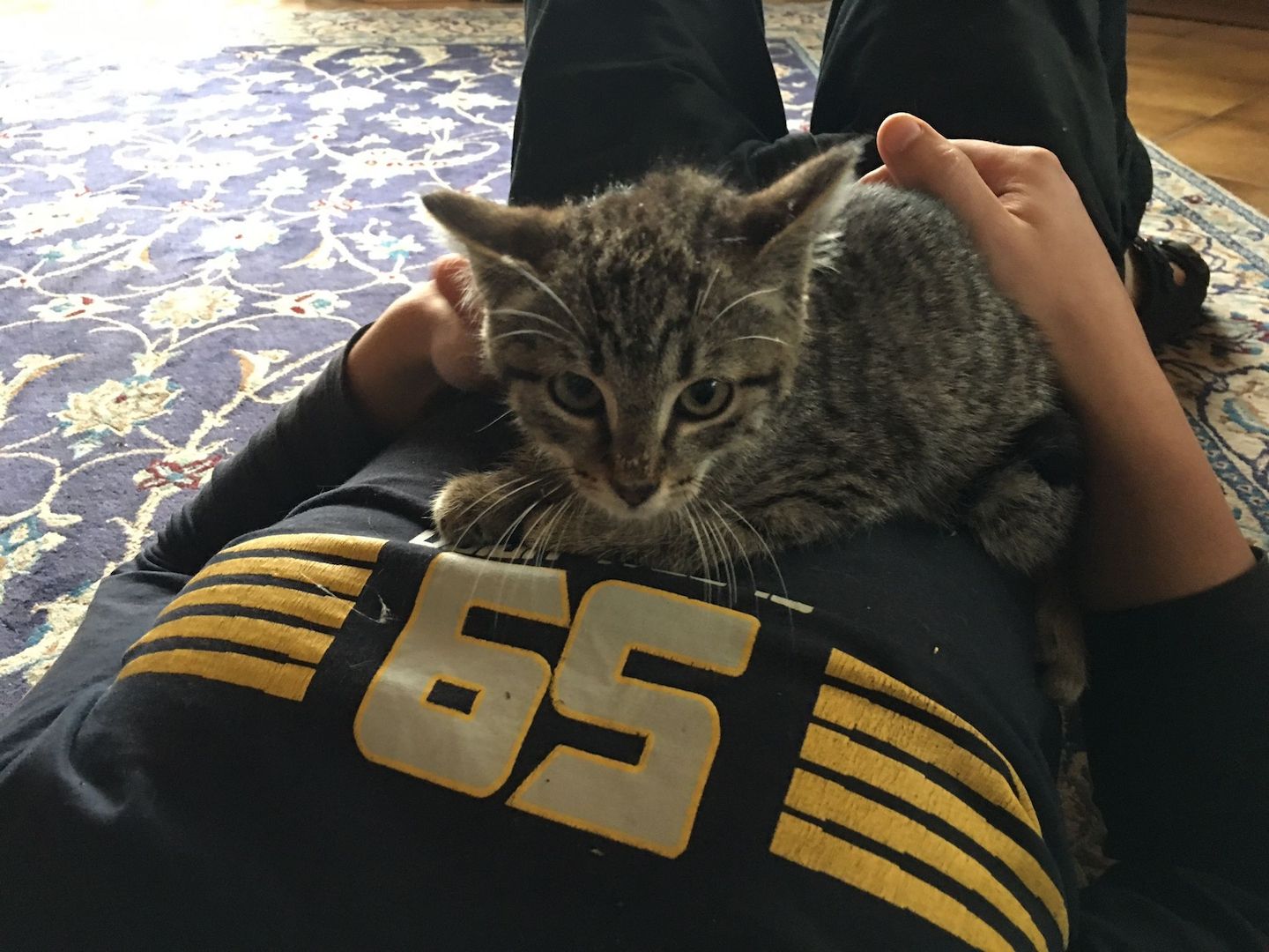 Katzenbabys,Hauskatze männlich,schwarz +getigert