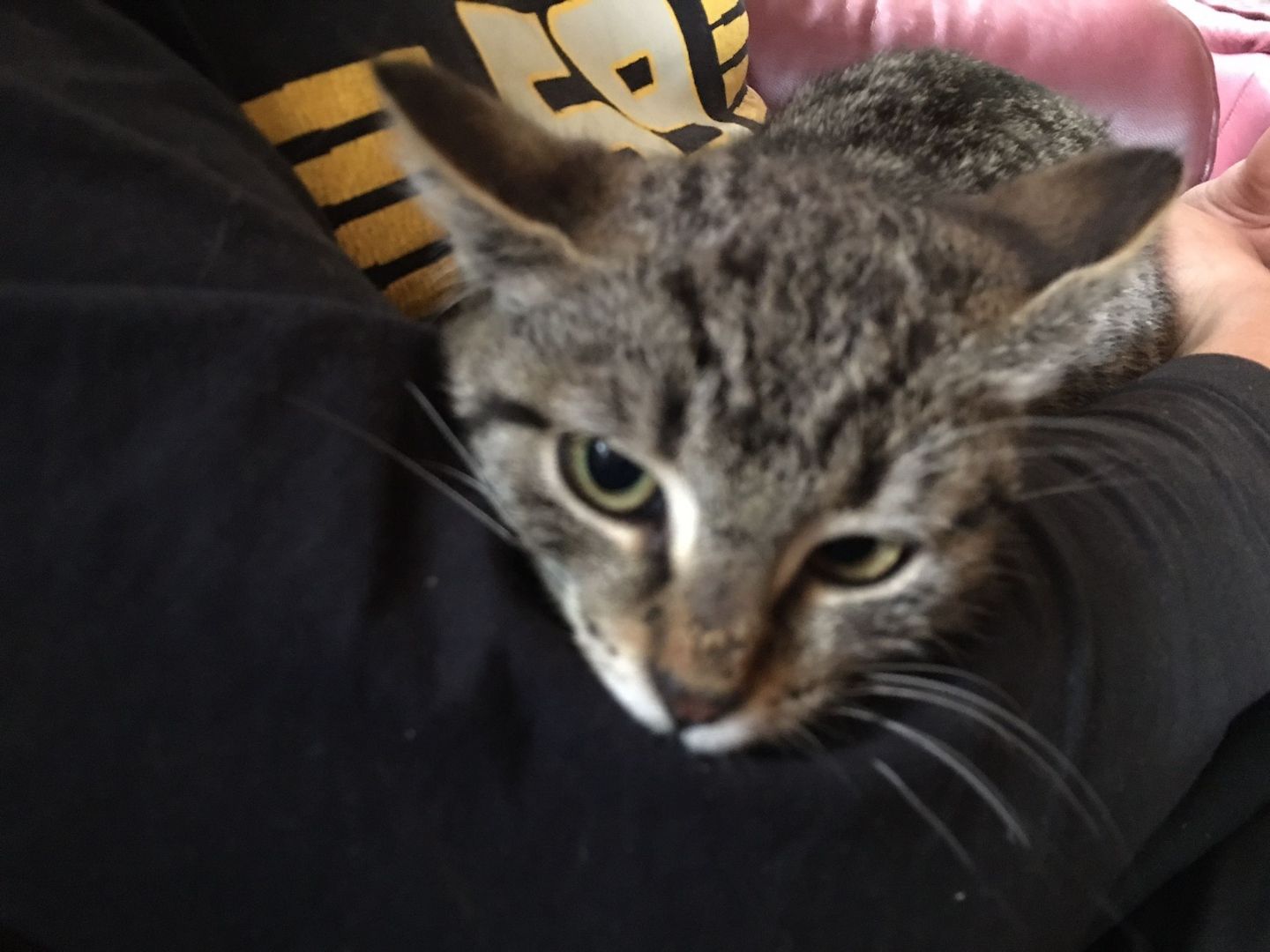 Katzenbabys,Hauskatze männlich,schwarz +getigert