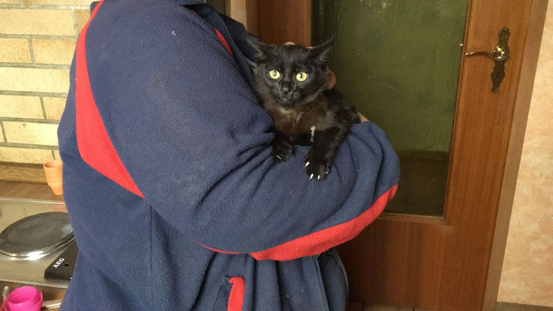 Katzenbabys,Hauskatze männlich,schwarz +getigert