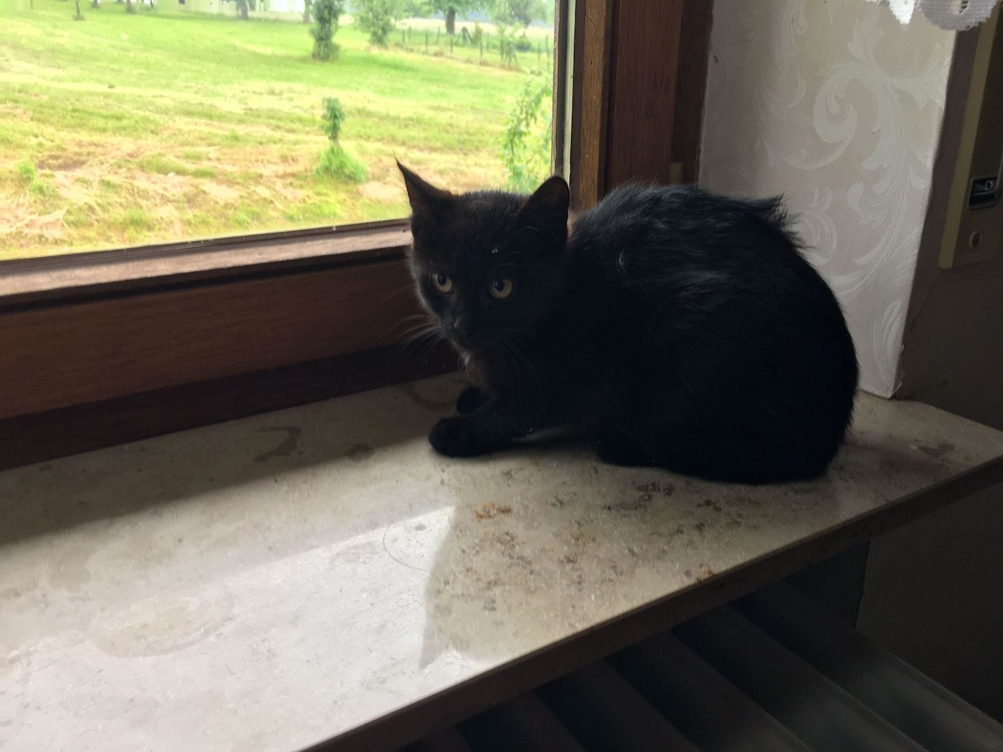 Katzenbabys,Hauskatze männlich,schwarz +getigert