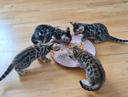 3 x weibliche Bengalkatzen Babys
