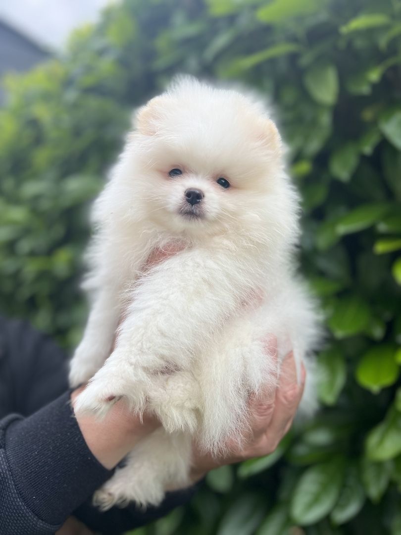 Pommeranian Boo Welpen