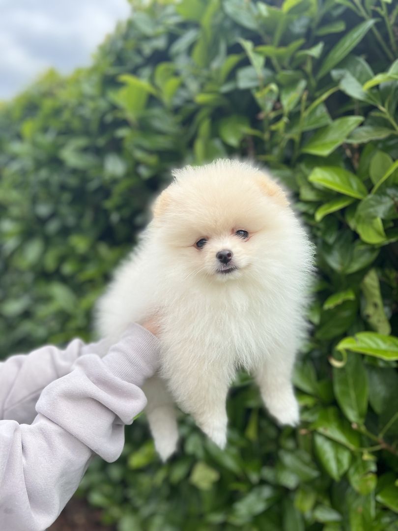 Pommeranian Boo Welpen