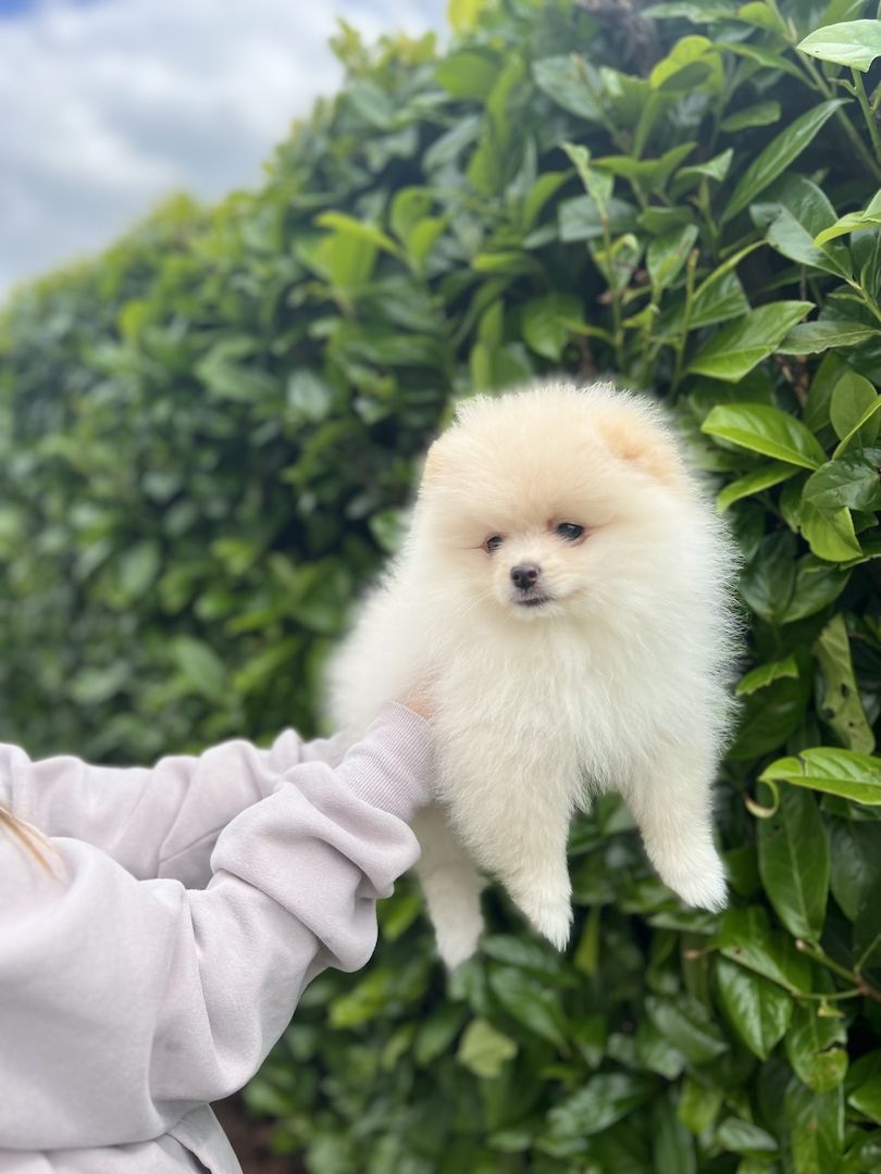 Pommeranian Boo Welpen