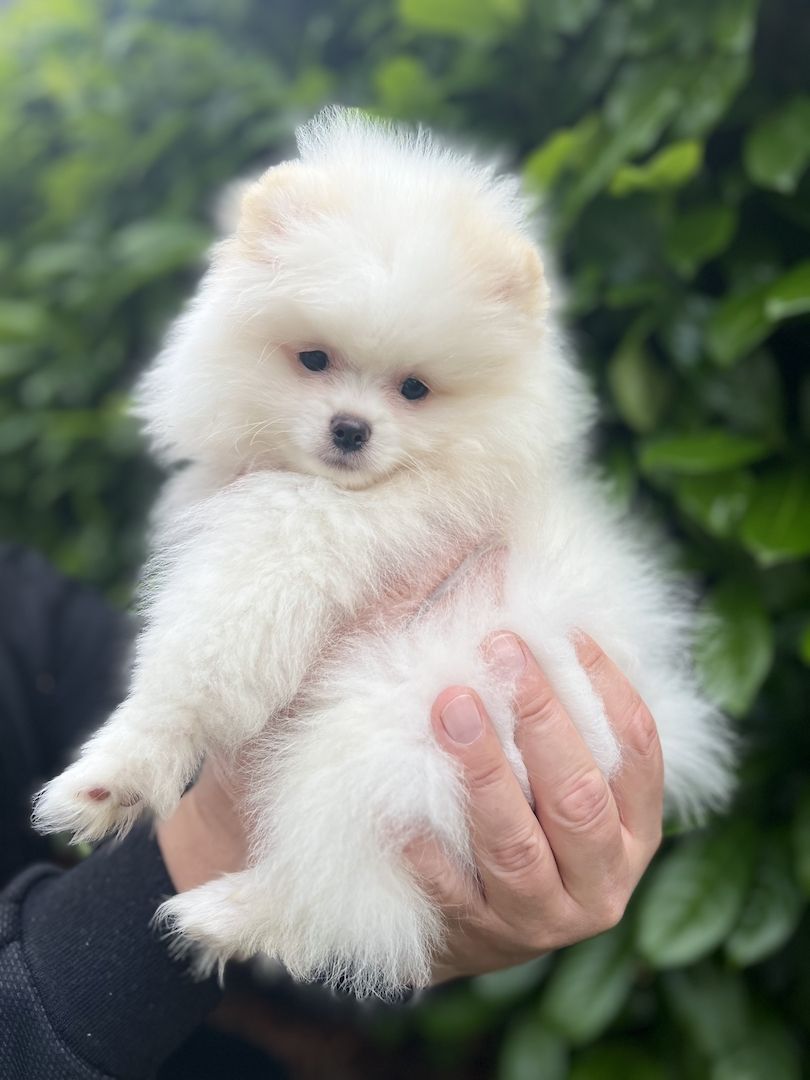 Pommeranian Boo Welpen