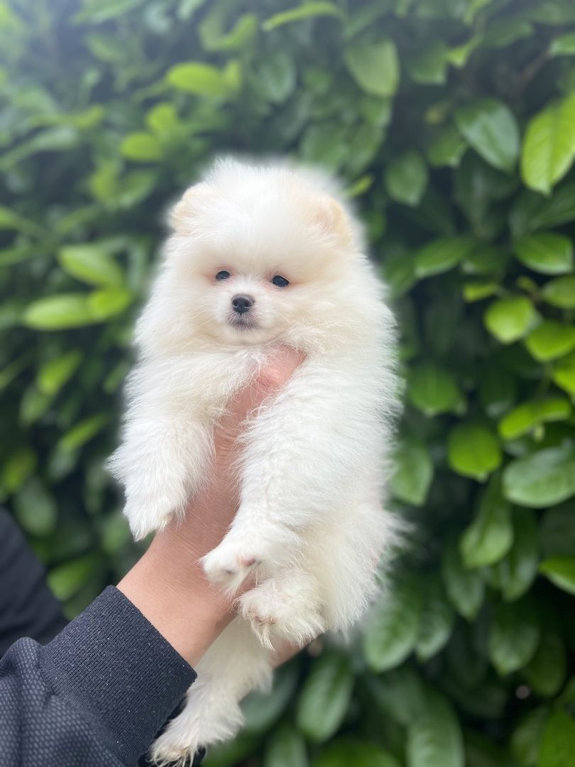 Pommeranian Boo Welpen