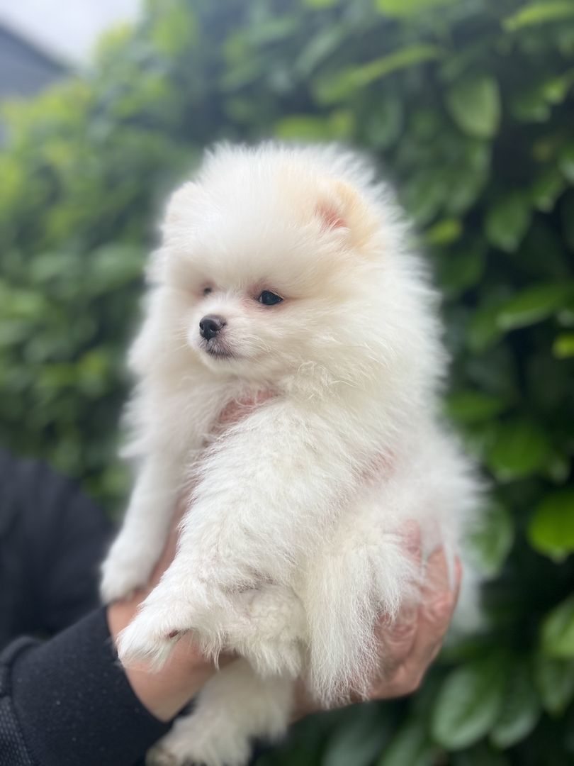 Pommeranian Boo Welpen