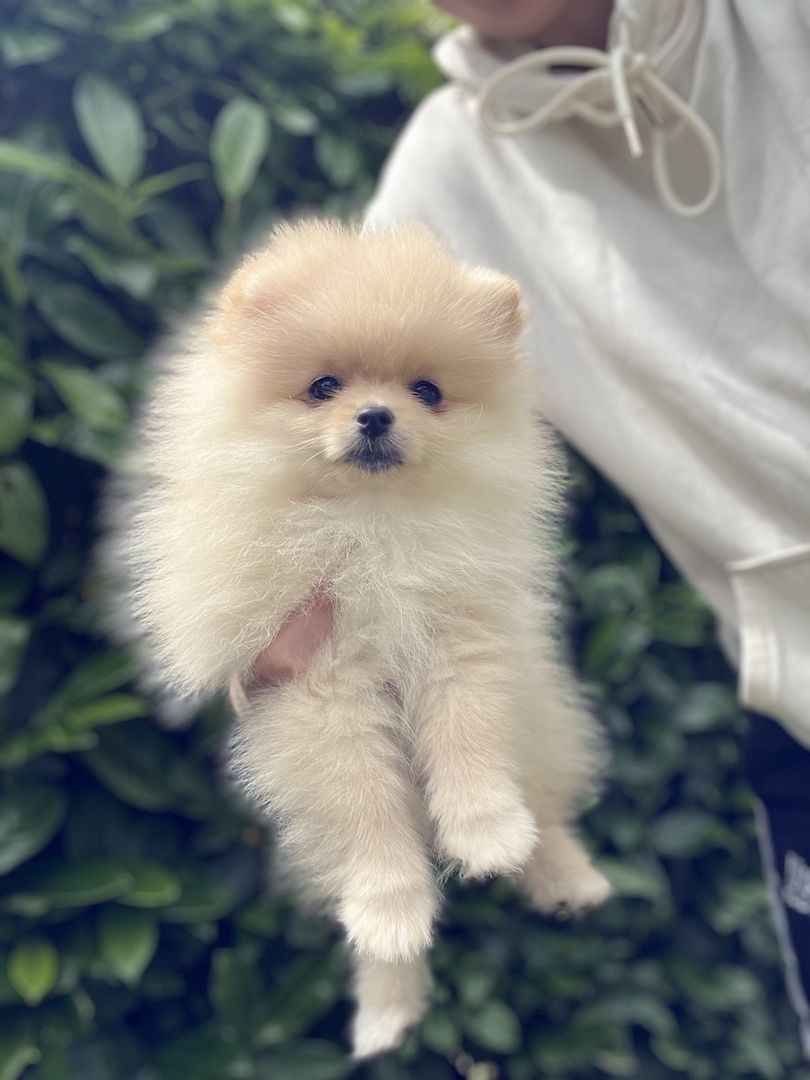 Pommeranian Boo Welpen