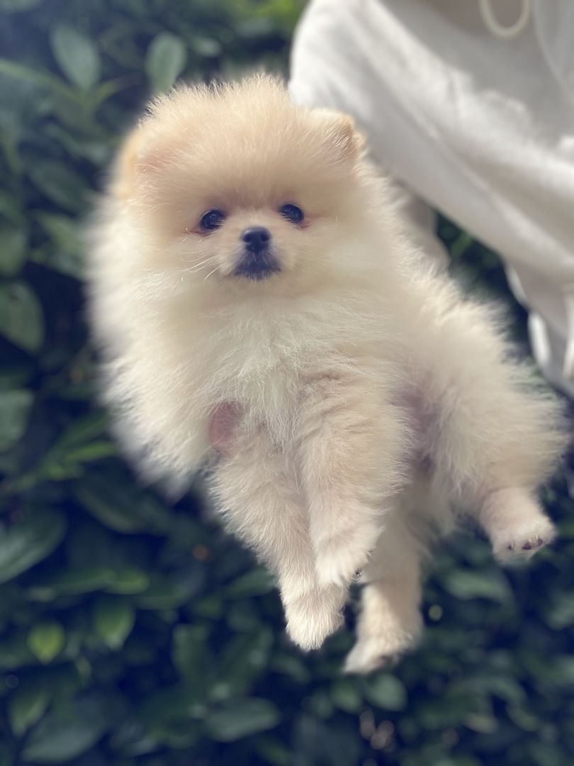 Pommeranian Boo Welpen