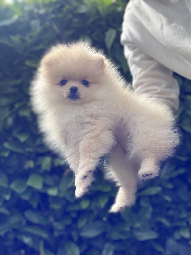 Pommeranian Boo Welpen