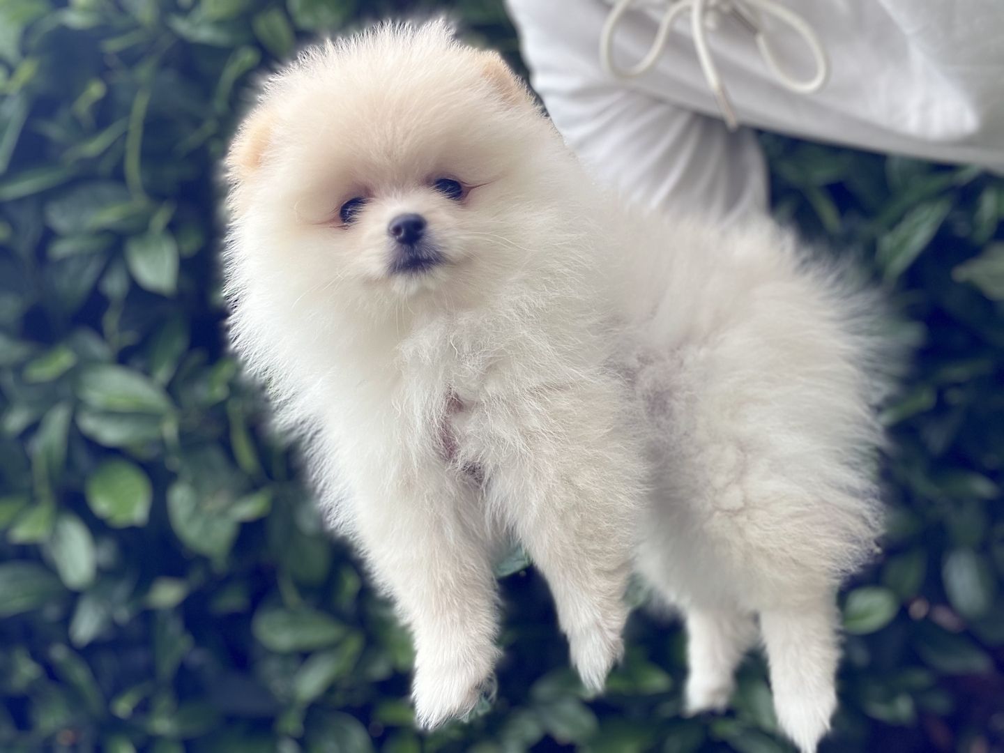 Pommeranian Boo Welpen