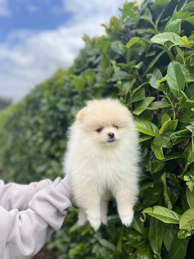 Pommeranian Boo Welpen