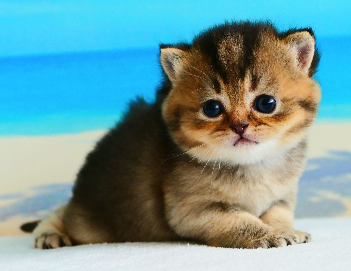 Britisch Kurzhaar Wattebällchen