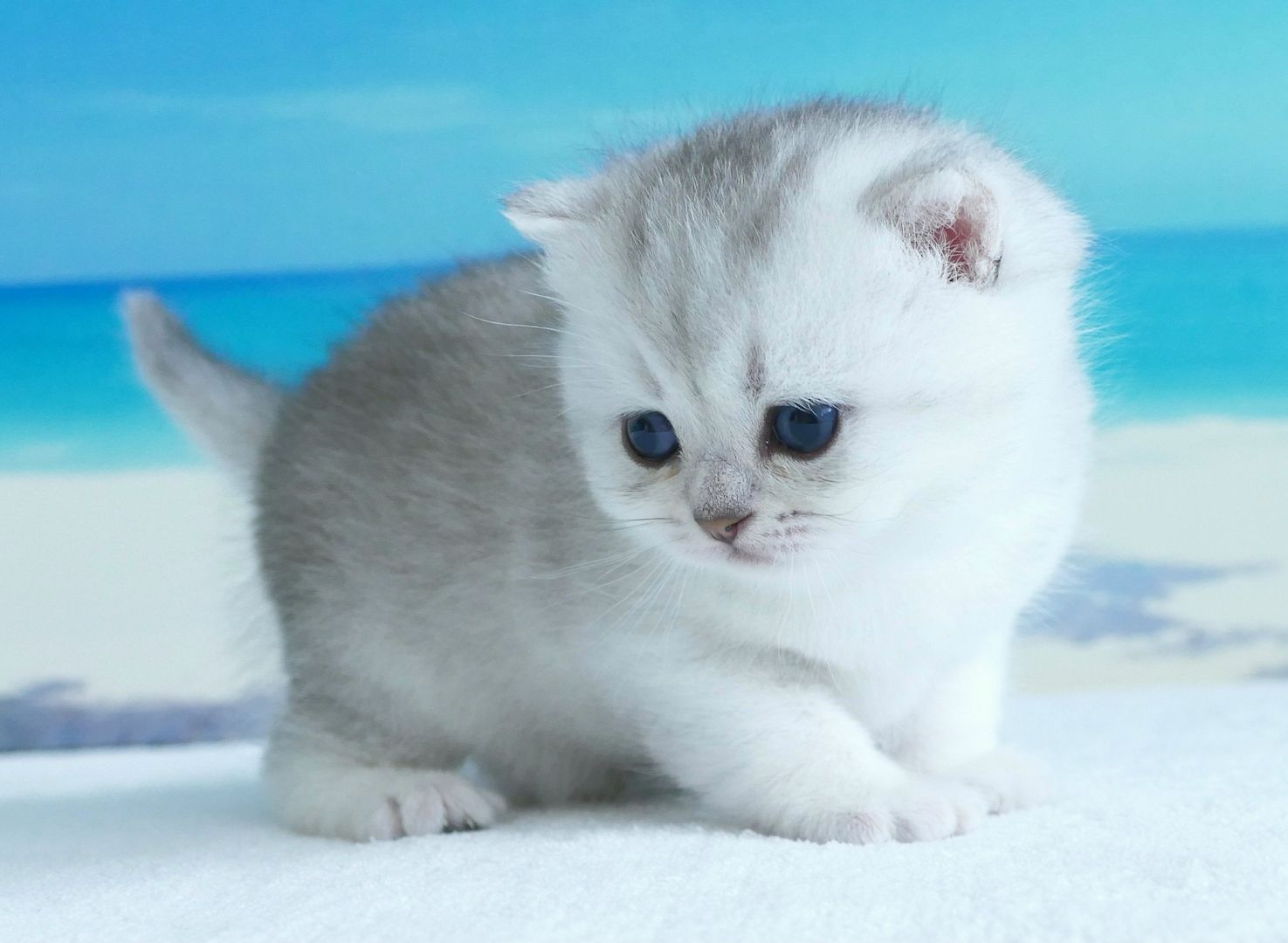 Britisch Kurzhaar Wattebällchen