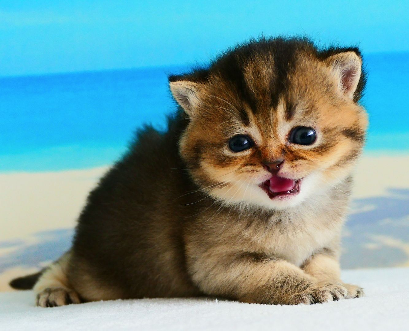 Britisch Kurzhaar Wattebällchen