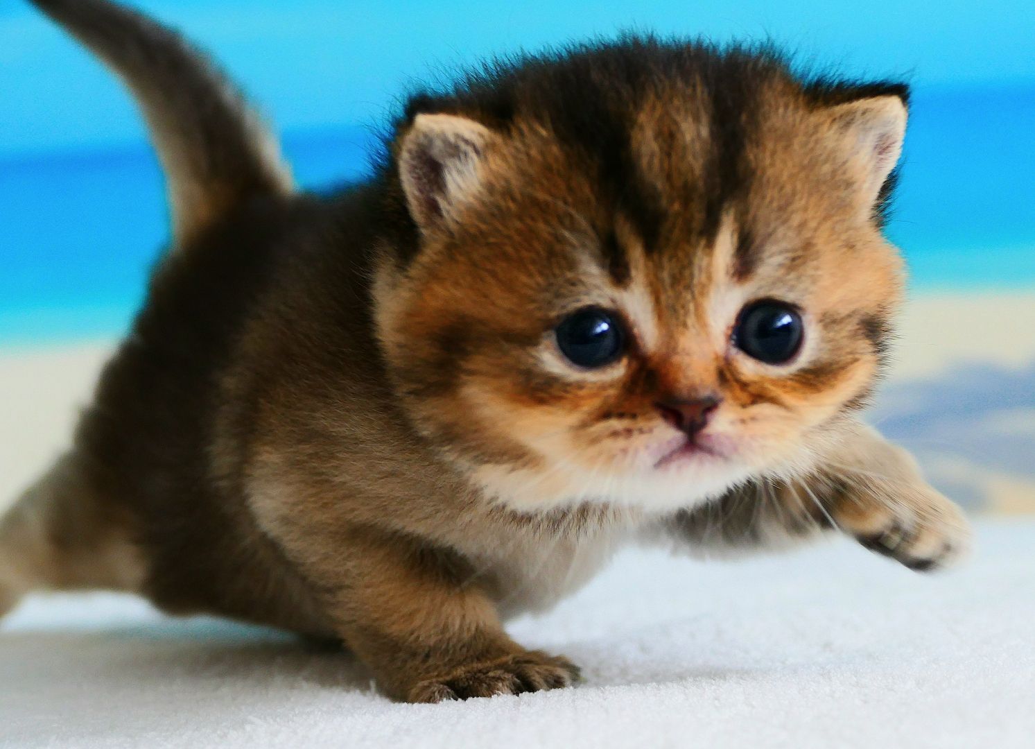 Britisch Kurzhaar Wattebällchen