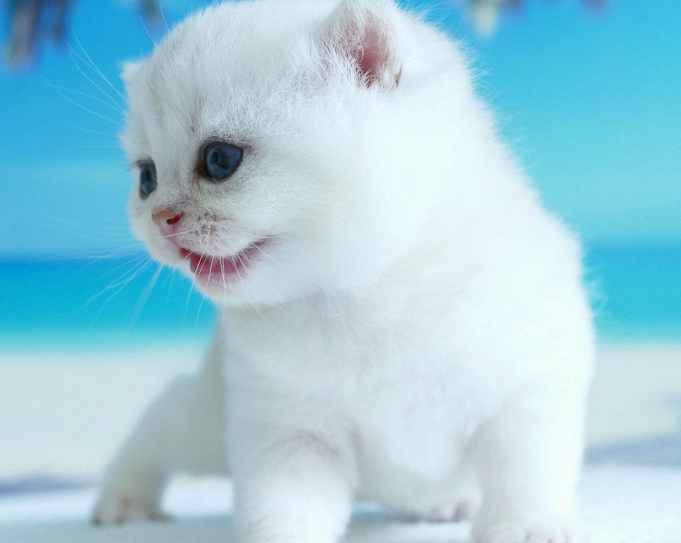 Britisch Kurzhaar Wattebällchen