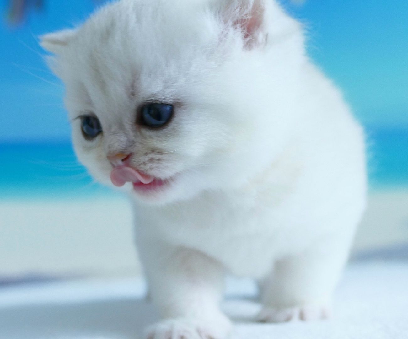 Britisch Kurzhaar Wattebällchen