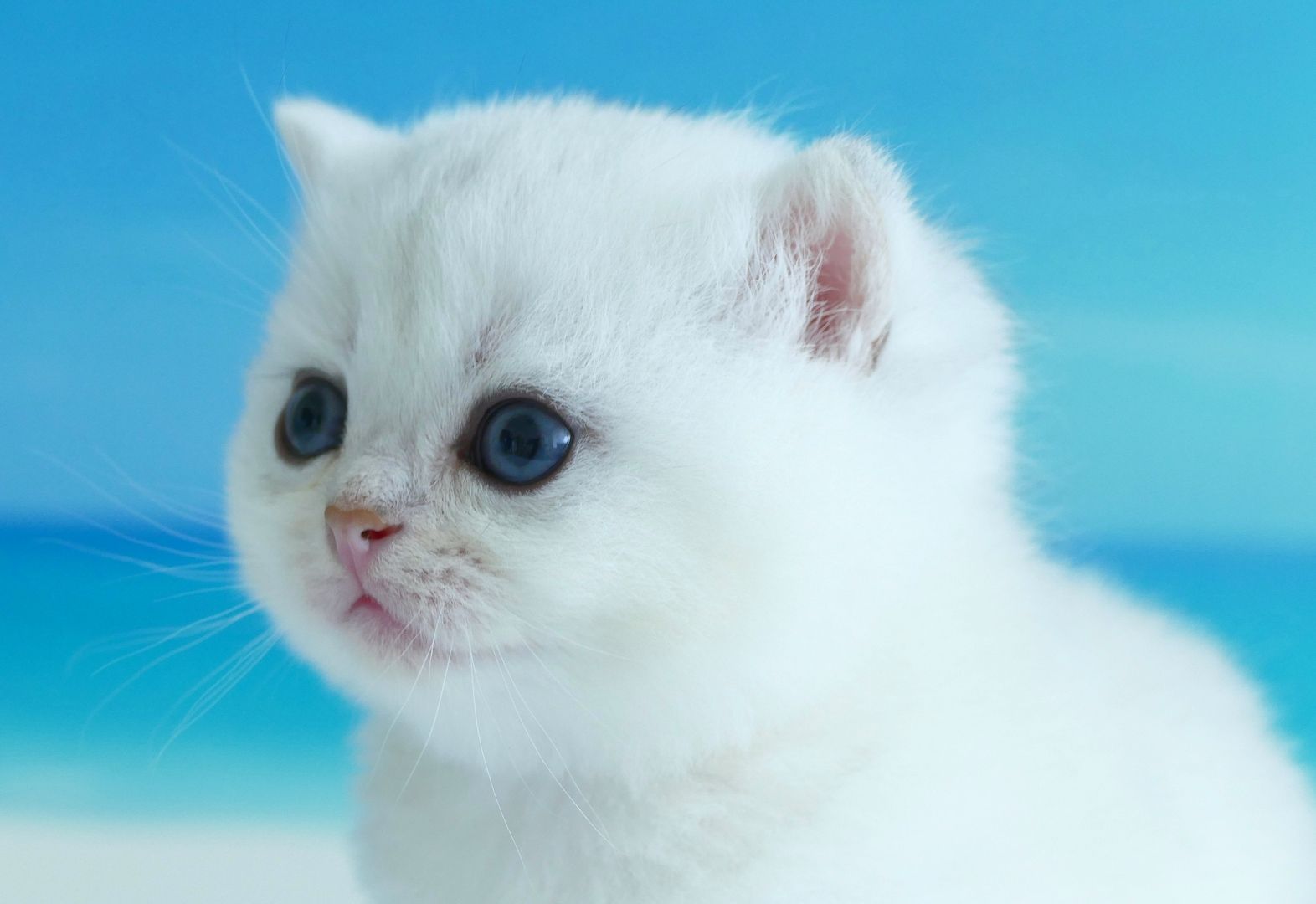 Britisch Kurzhaar Wattebällchen