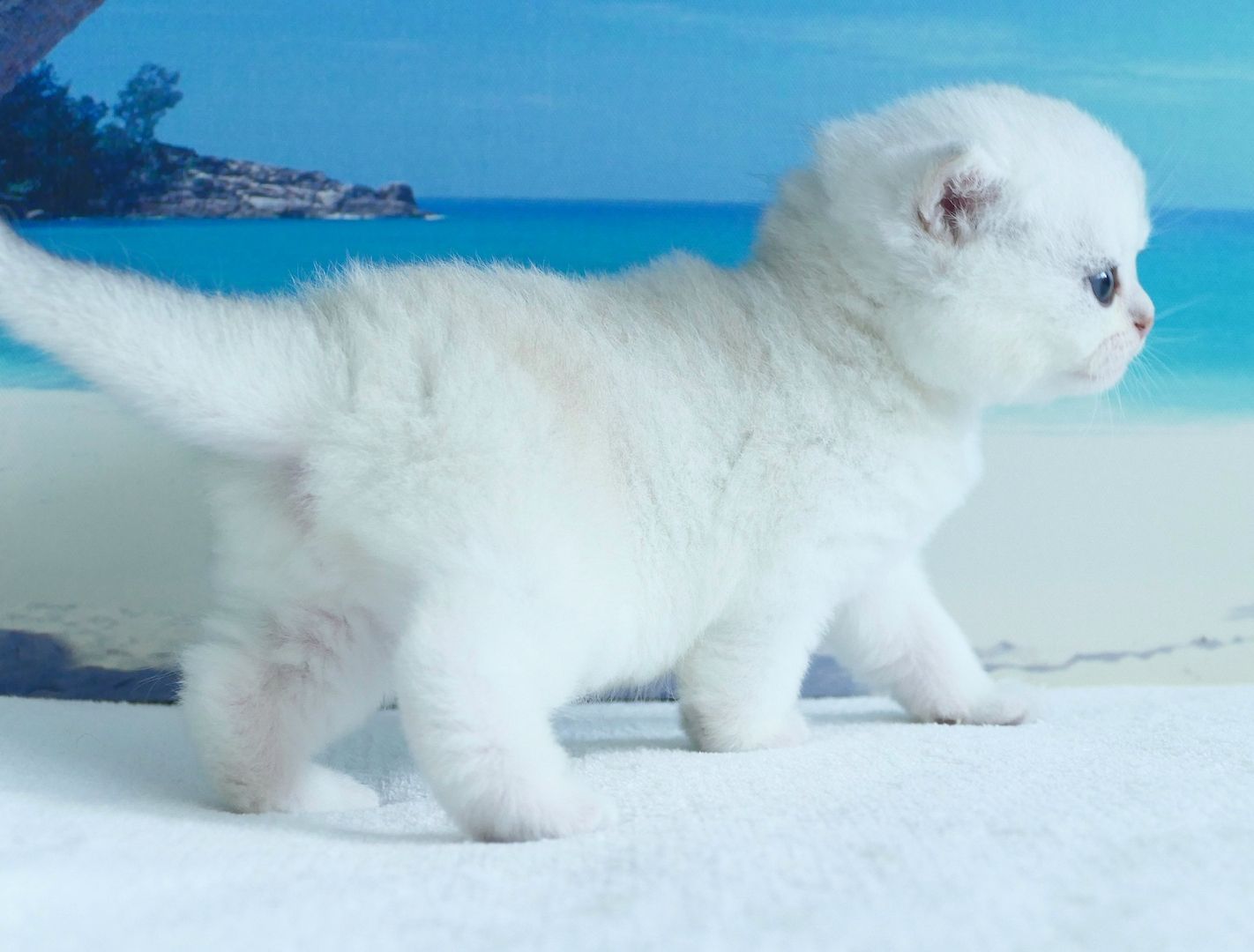 Britisch Kurzhaar Wattebällchen