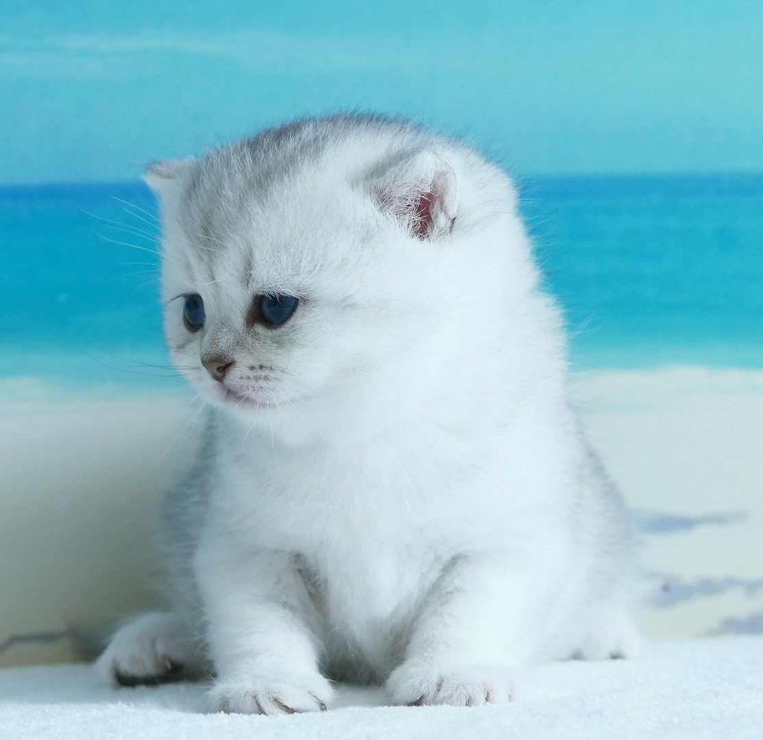 Britisch Kurzhaar Wattebällchen