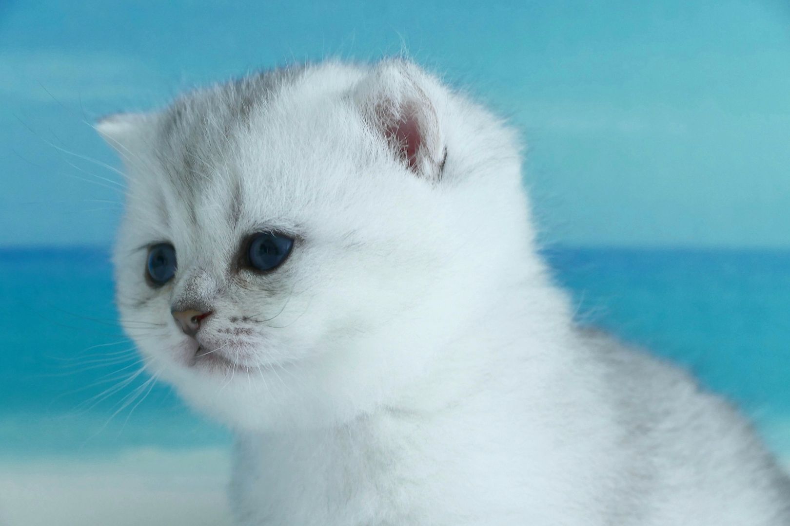 Britisch Kurzhaar Wattebällchen