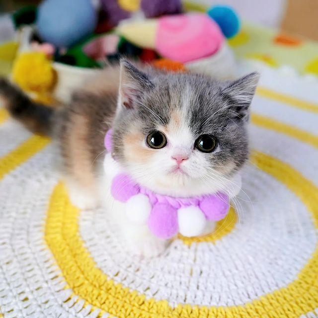 Süße Munchkin-Kätzchen Süße Munchkin-Kätzchen