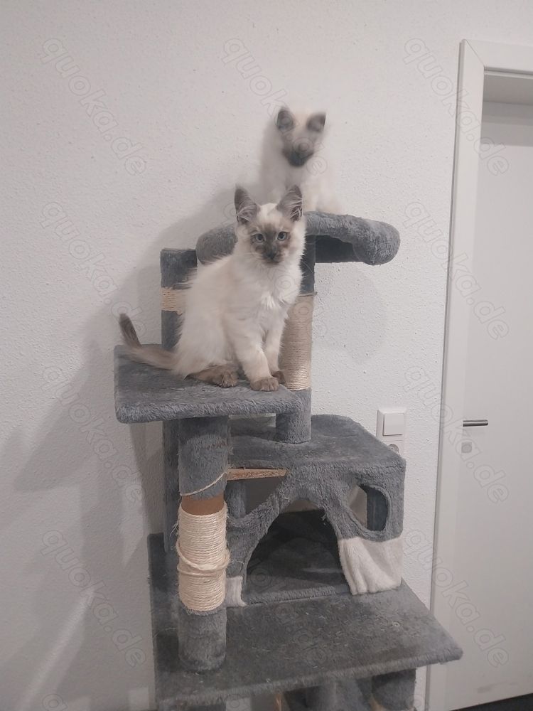 Maine Coon Kitten Weiß/grau/braun mit blauen Augen