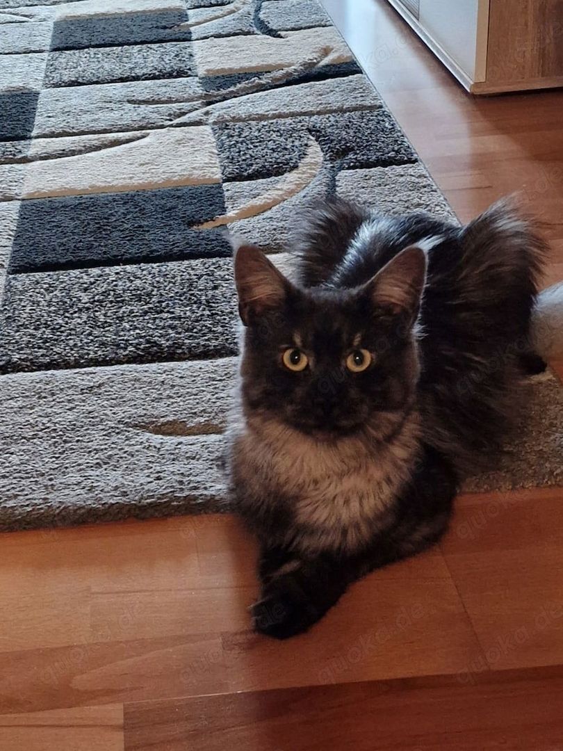 Maine Coon Kitten Weiß/grau/braun mit blauen Augen