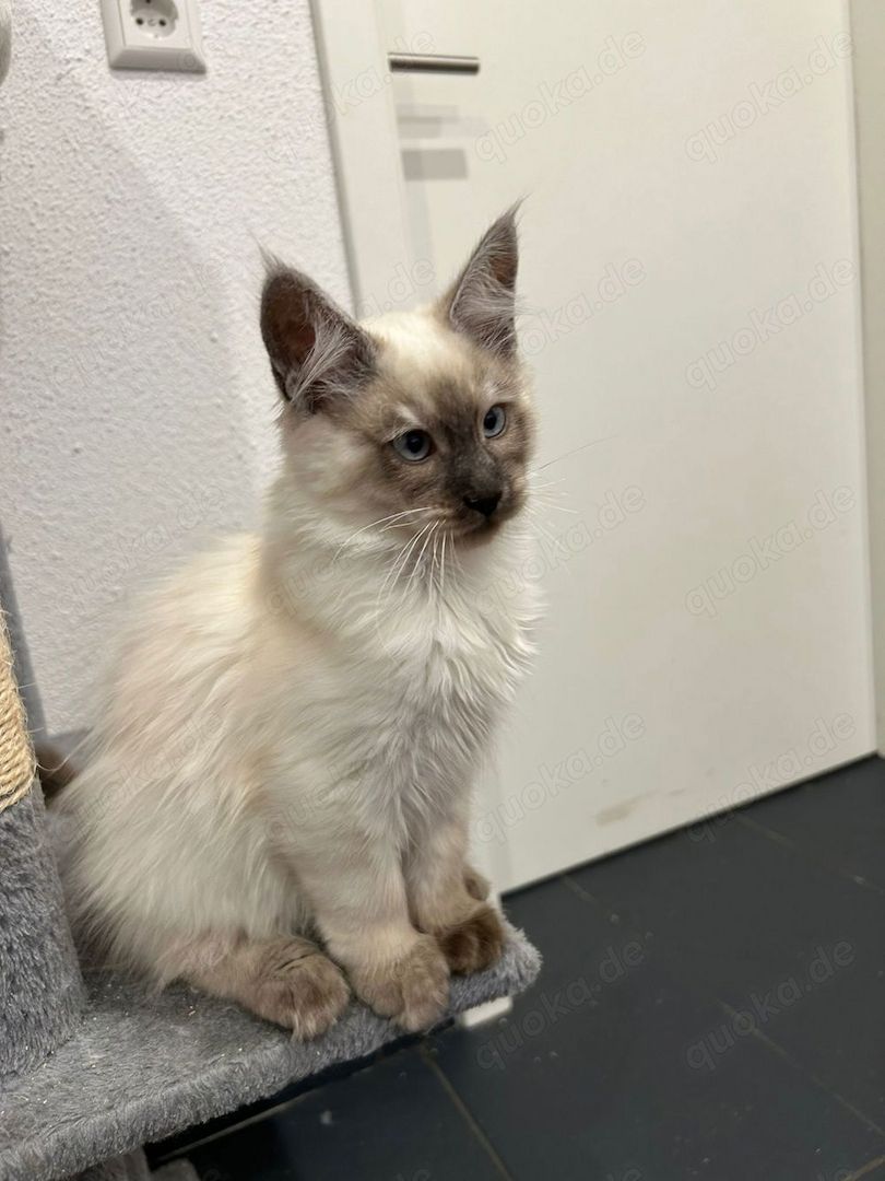 Maine Coon Kitten Weiß/grau/braun mit blauen Augen